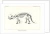 ‘Triceratops prorsus’ by Unknown